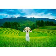 Castorland Puzzle Reisfelder in Vietnam mit 1000 Teilen