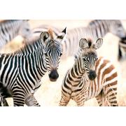 Castorland Junge Zebras Puzzle mit 1000 Teilen