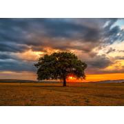 Puzzle „Genießen Sie die Sonnenfinsternis zwischen Blättern“ mit