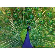 Puzzle Ravensburger Pfau 500 Teile